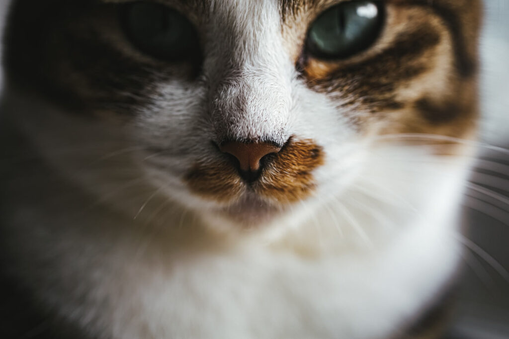 猫ちゃんとの生活-10