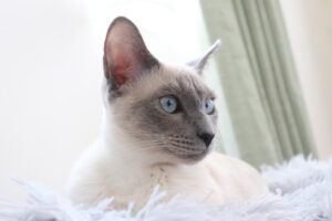 オリエンタルショートヘア