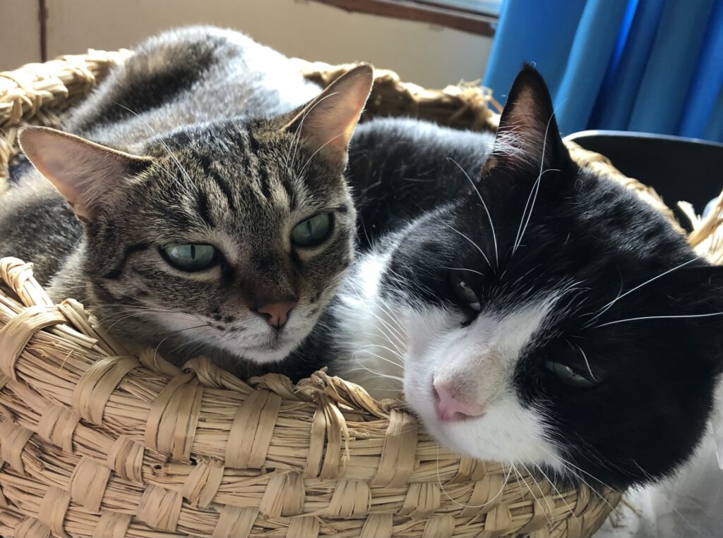 猫トイレ-04