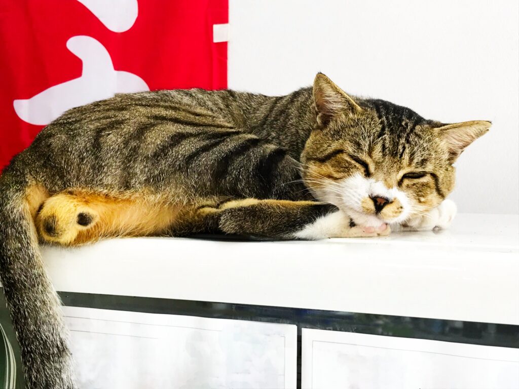 猫アレルギー-02