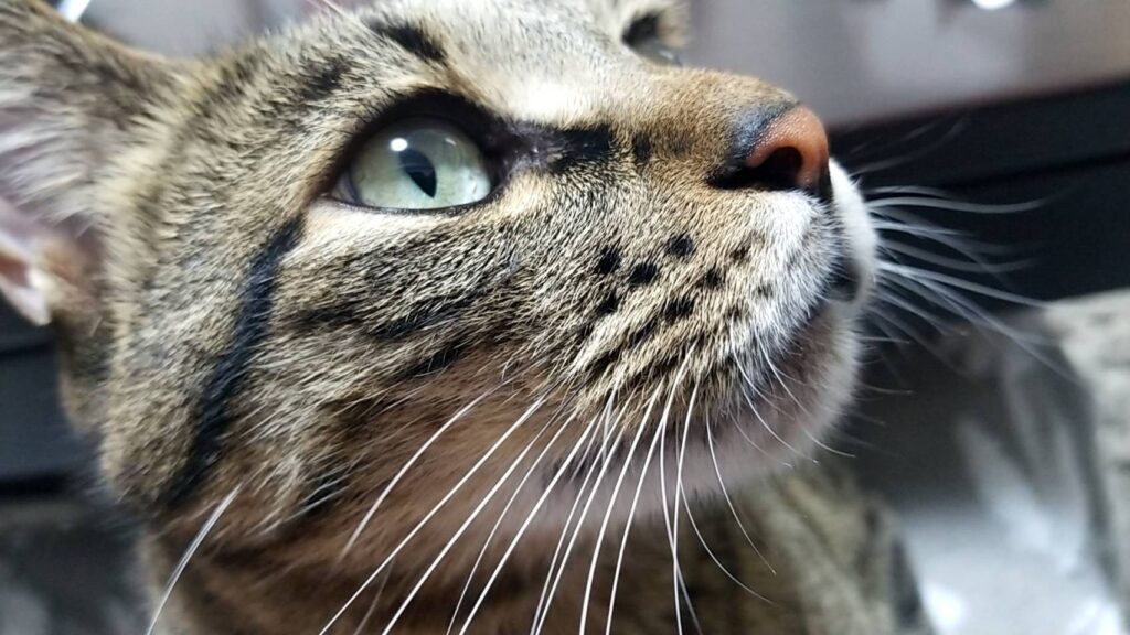 猫トイレ-03