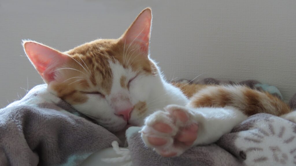 猫トイレ-05