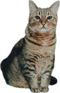 オシキャット