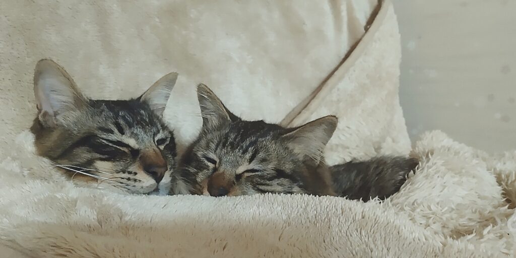 猫トイレ-06