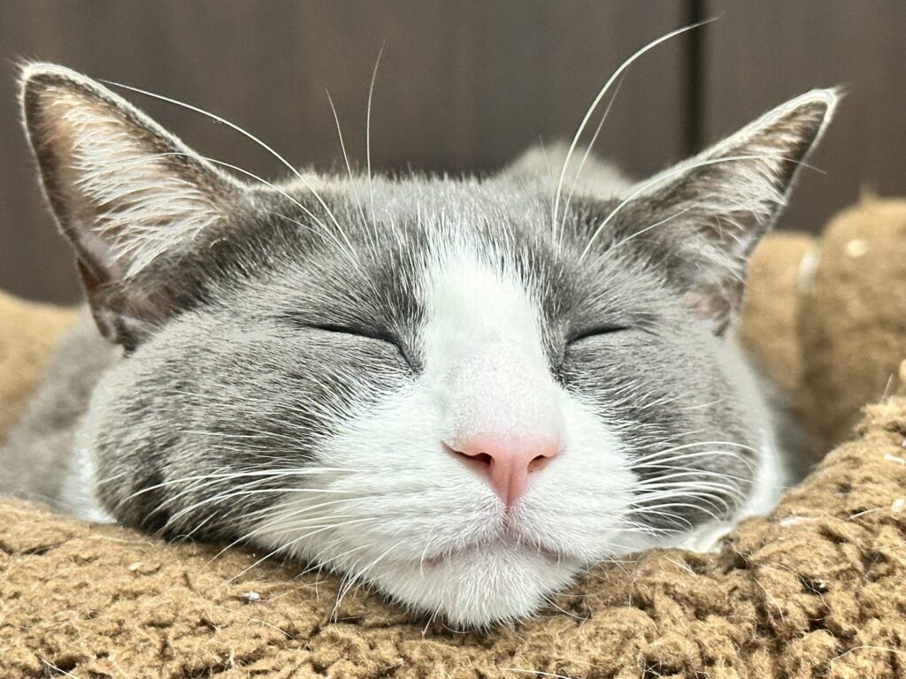 猫アレルギー-04