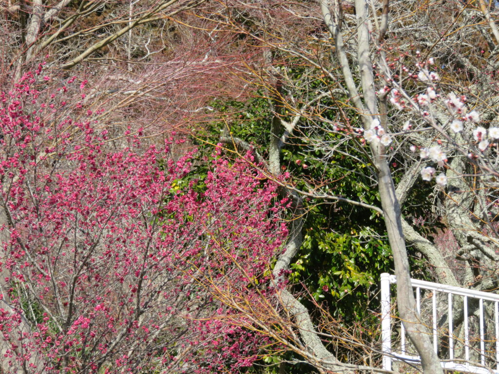 梅林寺-11