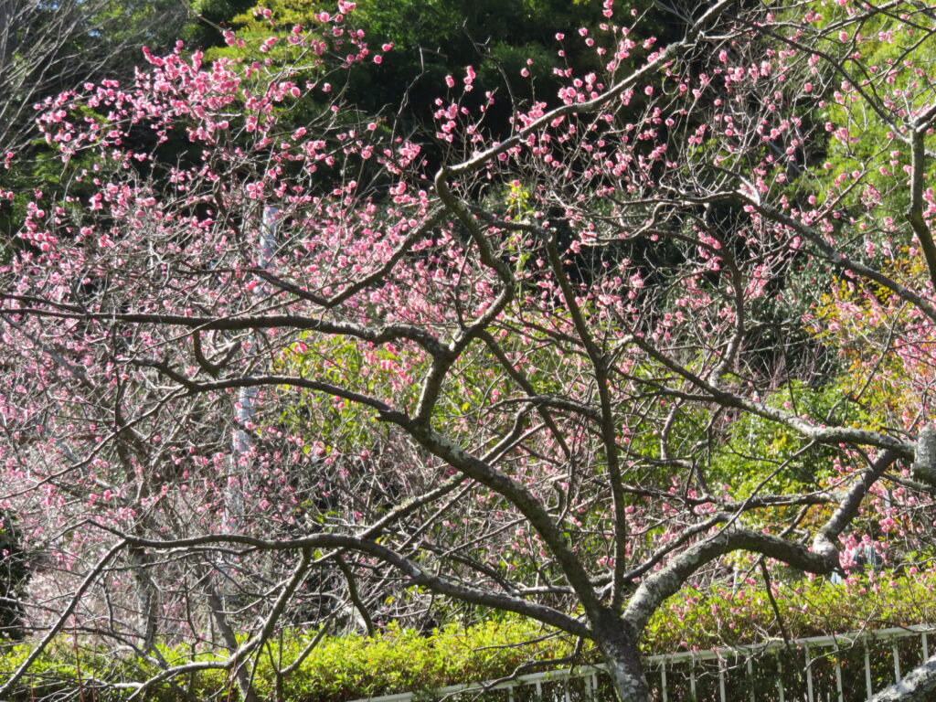 梅林寺-12
