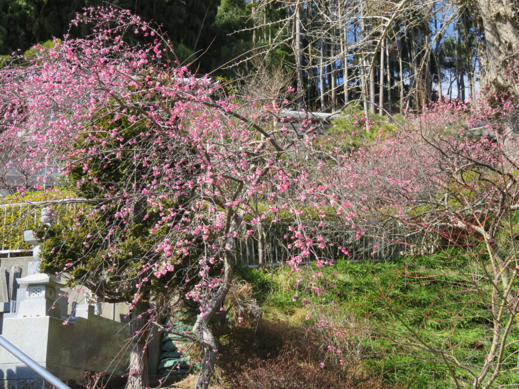 梅林寺-31