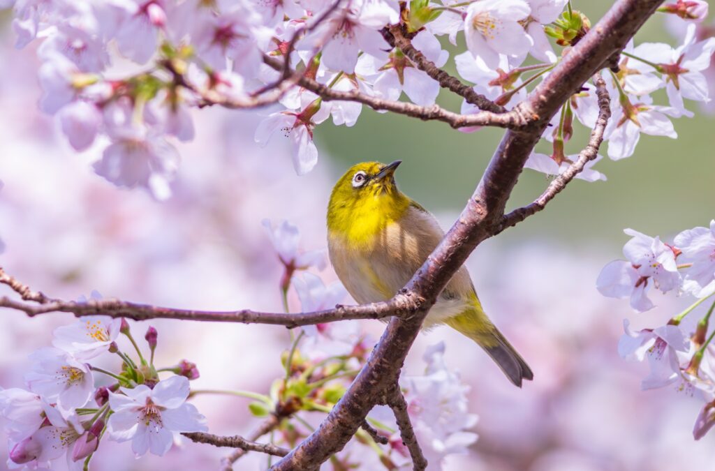 ぼたもちとおはぎ-06