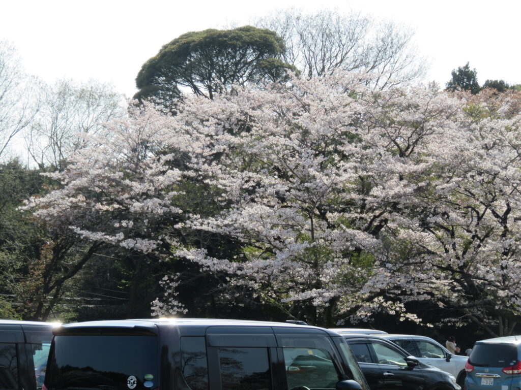 さくら宇宙公園-02
