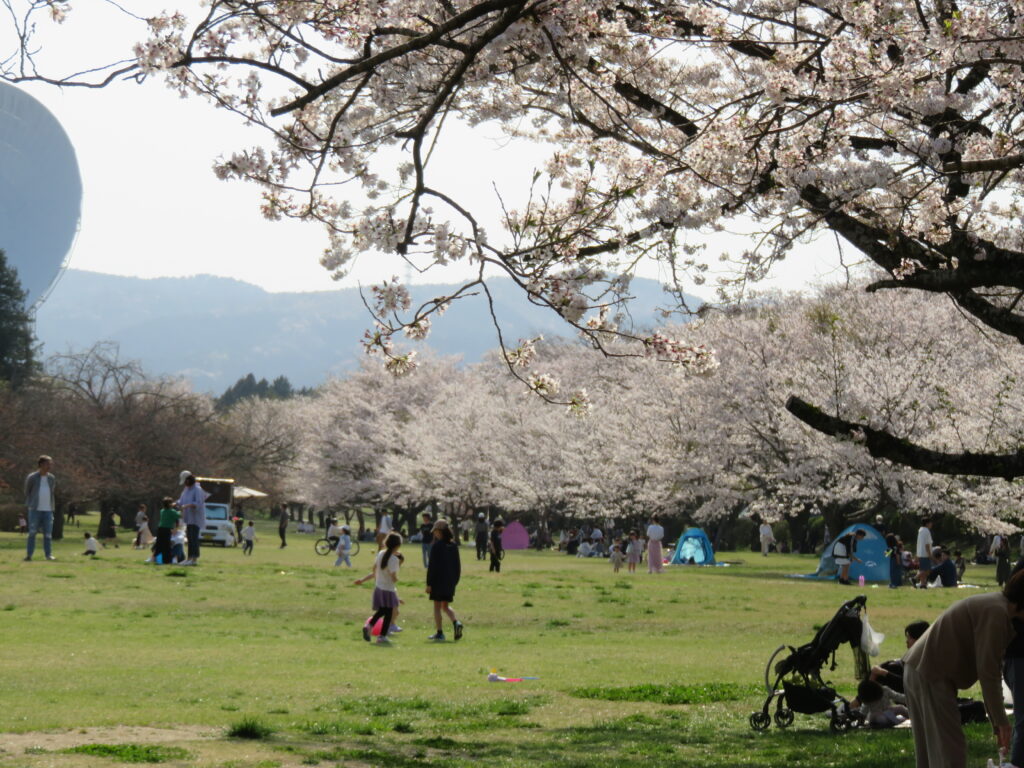 さくら宇宙公園-03