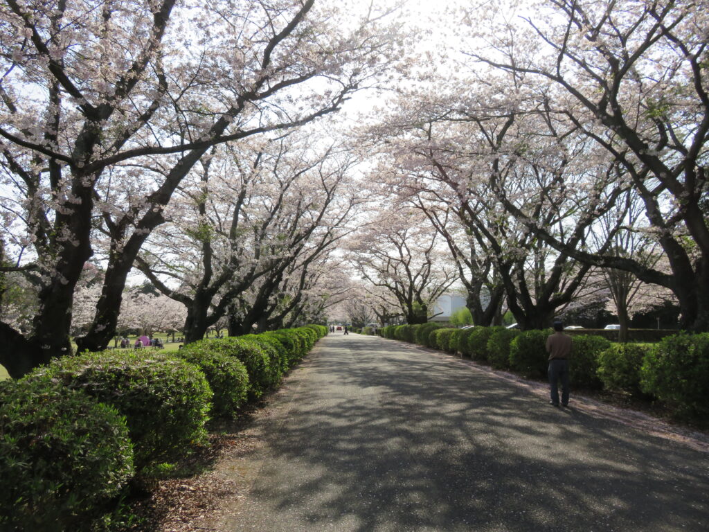 さくら宇宙公園-10